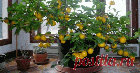 Как вырастить лимон в чашке — чтобы дома всегда идеально пахло