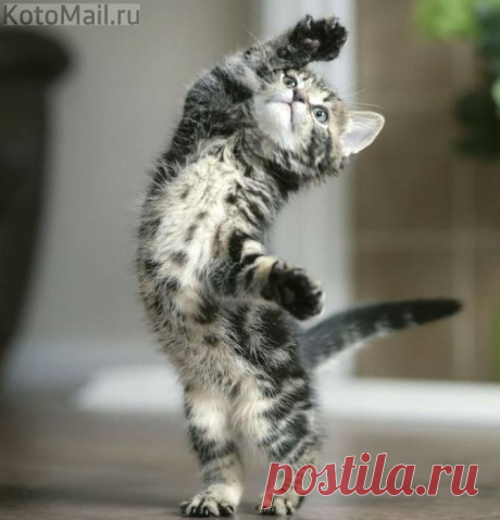 Пустился в пляс