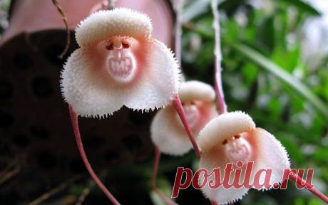 Орхидея &quot;Обезьянка&quot;