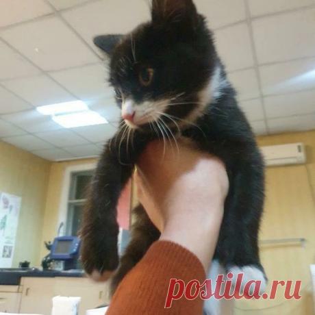 Photo by ВОЗЬМИ МЕНЯ ДОМОЙ . Алматы on September 11, 2021. May be an image of 1 person, cat and indoor.