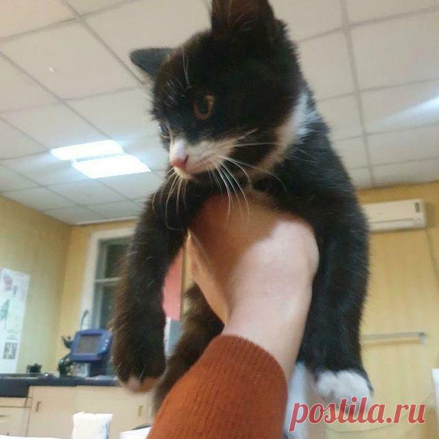 Photo by ВОЗЬМИ МЕНЯ ДОМОЙ . Алматы on September 11, 2021. May be an image of 1 person, cat and indoor.