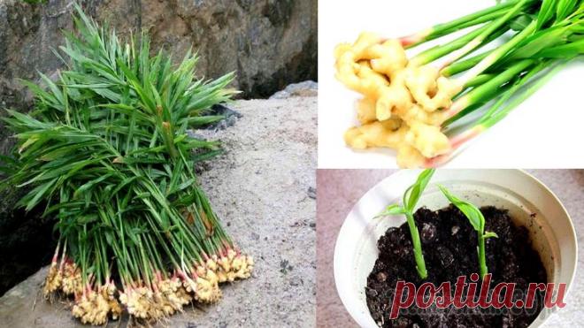 Выращивание имбиря в домашних условиях Выращивания имбиря в домашних условиях следует начинать с приобретения посадочного материала. Для этого можно посетить ближайший супермаркет. Покупной имбирь вполне подходит для посадки и отлично раст...