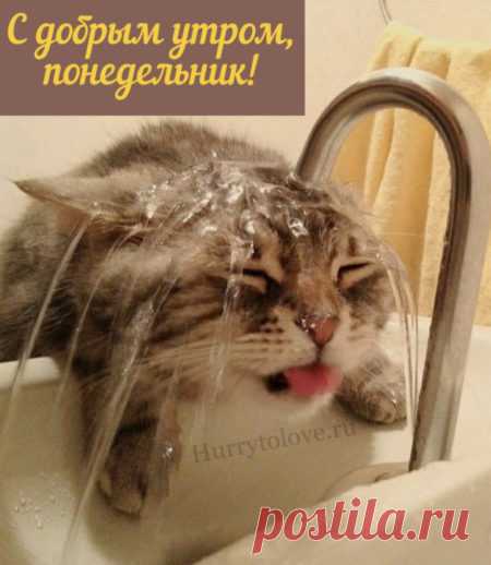 Картинки с понедельником: прикольные и смешные открытки с надписями