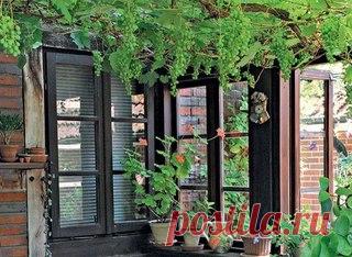 Выращивание винограда на беседке. 

Как же хороша на беседке извилистая лоза с густой листвой, среди которой как драгоценные каменья вспыхивают янтарные, темно-аметистовые или рубиновые грозди винограда! От их близости и красоты отдых в беседке становится гораздо приятнее. 

В последние годы в средней полосе многие любители создают из плодового винограда галереи, арки, беседки, зеленые комнаты или выращивают его у стен домов и возле оград. Беседочная культура винограда луч...