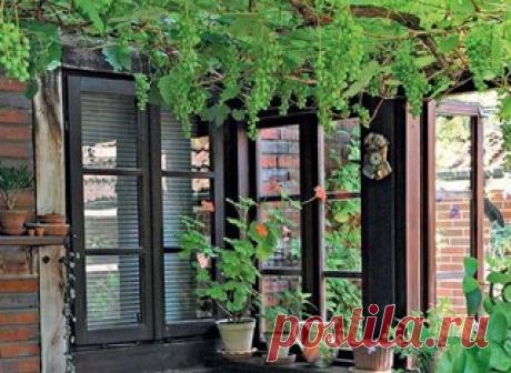 Выращивание винограда на беседке. 

Как же хороша на беседке извилистая лоза с густой листвой, среди которой как драгоценные каменья вспыхивают янтарные, темно-аметистовые или рубиновые грозди винограда! От их близости и красоты отдых в беседке становится гораздо приятнее. 

В последние годы в средней полосе многие любители создают из плодового винограда галереи, арки, беседки, зеленые комнаты или выращивают его у стен домов и возле оград. Беседочная культура винограда луч...