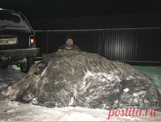На Урале бизнесмен завалил гигантского кабана весом в полтонны