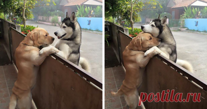 Одинокий пес сбежал со двора, чтобы обнять друга (5 фото) | Чёрт побери Лабрадор по кличке Месси - воплощение настоящего друга не только для своей хозяйки Ораниты Киттрагул, но и для одинокого хаски Ауди. Четвероногие живут на одной улице, напротив друг друга. Когда хозяин Ауди уходит на работу, питомец тяжело переживает разлуку, но Месси всегда готов утешить друга. Знакомьтесь, это лабрадор по кличке Месси - воплощение настоящего друга не только для своей хозяйки Ораниты ...