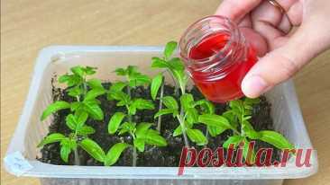 За неделю у рассады томатов стебель толще мизинца. Поливаю рассаду простым натуральным отваром (показываю) | Огород с Вероникой | Дзен