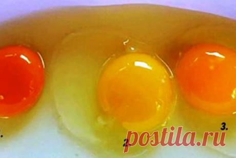 Какое из этих яиц снесла здоровая курица? Я раньше этого не знала! 





В наше время всех волнует правильное питание. И это хорошо, ведь еда очень влияет на наше здоровье и самочувствие. Мы должны быть уверены, что продукты получаем из хорошего источника.
Возьмем, к…