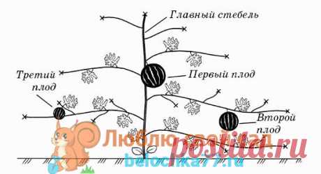 формирование дыни схема - Поиск в Google