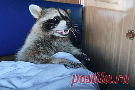 Енот Тёма стал самым популярным в России