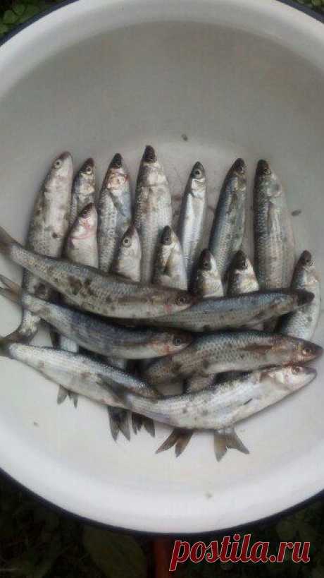 Рыбалочка 🐠 🐟 🎣 / Богатая добыча