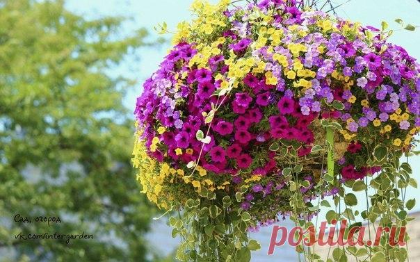 Как добиться, чтобы петуния росла пышным "шариком"