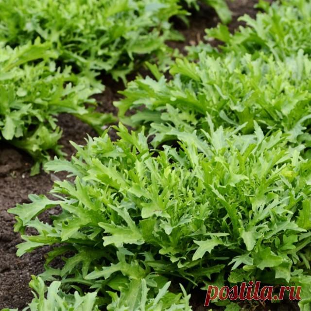 Руккола — выращиваем средиземноморский деликатес. В открытом грунте и домашних условиях. На огороде и на подоконнике. Рассадой и из семян — Ботаничка.ru