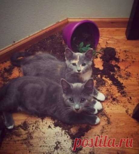 Завели чудесного кота... садовода 🙈🤣