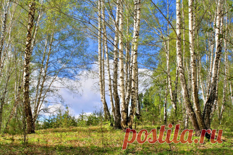 ФОТОМАСТЕРСКАЯ ПРИРОДЫ
Михаил Горенский