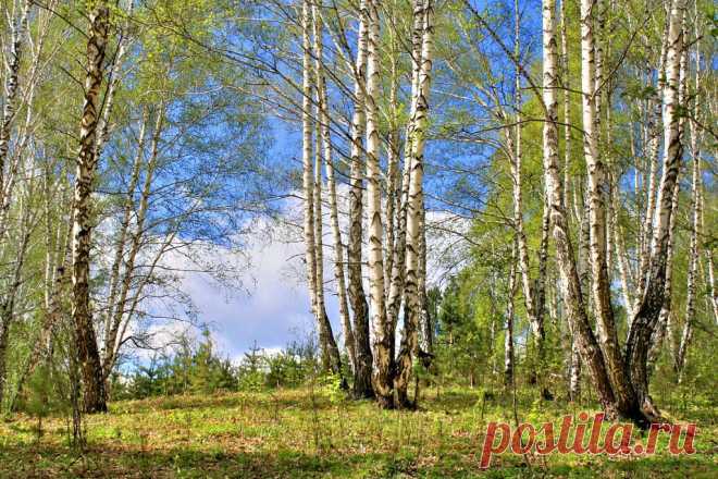 ФОТОМАСТЕРСКАЯ ПРИРОДЫ
Михаил Горенский