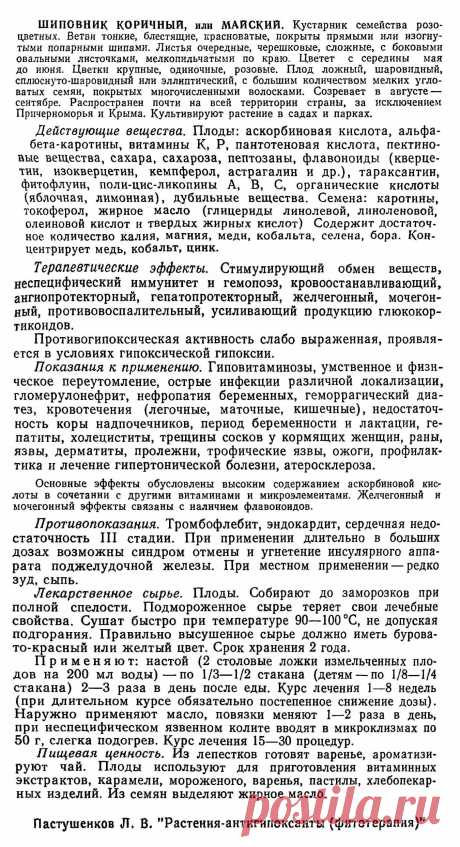 Шиповник коричный или майский