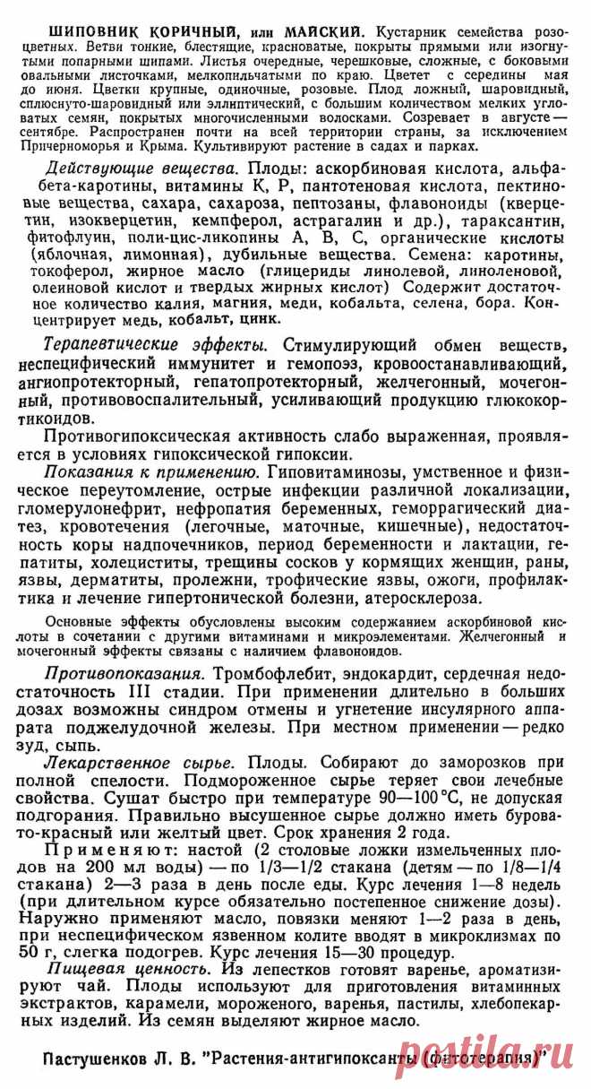 Шиповник коричный или майский