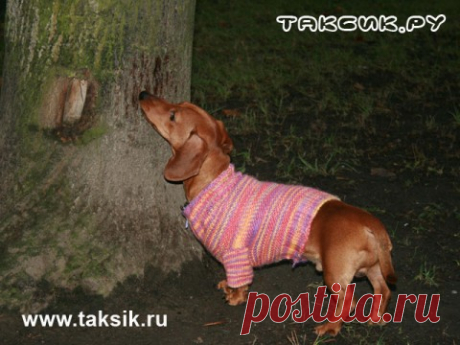 Вяжем свитерок на таксу