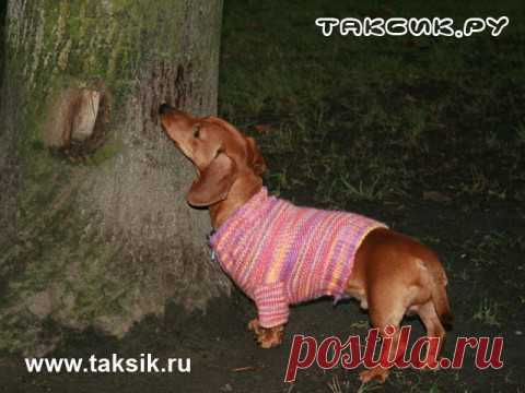 Вяжем свитерок на таксу