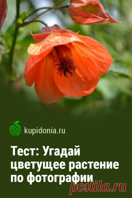 Тест: Угадай цветущее растение по фотографии. Многие растения на нашей планете радуют нас великолепным цветением. Это и травы, и кусты, и деревья, и даже кактусы. Сможете узнать каждое из них по фотографии?