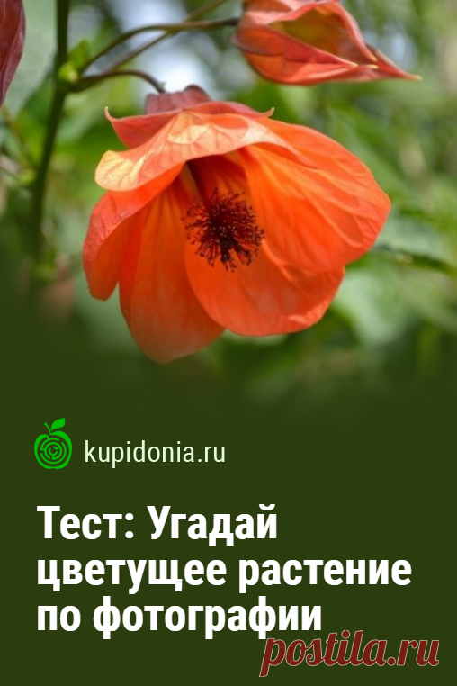 Тест: Угадай цветущее растение по фотографии. Многие растения на нашей планете радуют нас великолепным цветением. Это и травы, и кусты, и деревья, и даже кактусы. Сможете узнать каждое из них по фотографии?