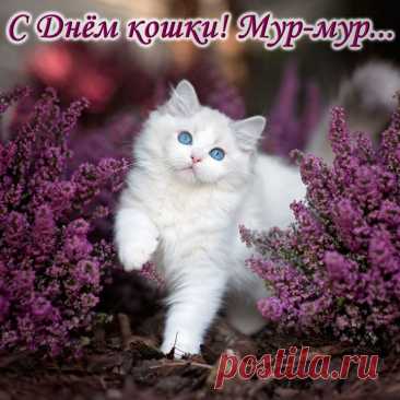 Пусть ваша любимая киска
Окорочка и сосиски
За каждое «мур» получает
Да редко в тоске пребывает.
