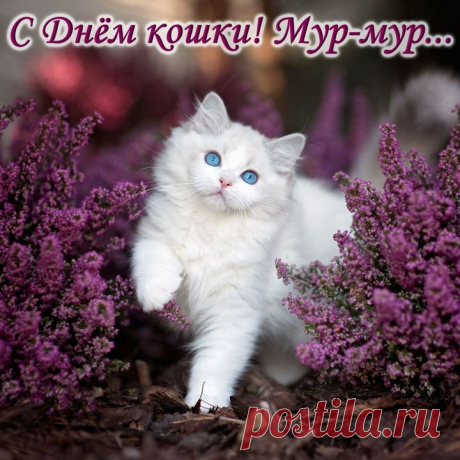 Пусть ваша любимая киска
Окорочка и сосиски
За каждое «мур» получает
Да редко в тоске пребывает.