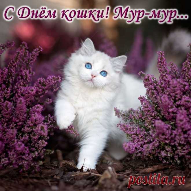 Пусть ваша любимая киска
Окорочка и сосиски
За каждое «мур» получает
Да редко в тоске пребывает.