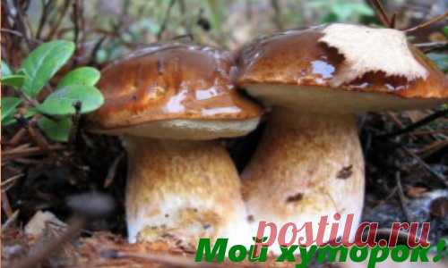 Как вырастить грибы в саду? - Мой хуторок!