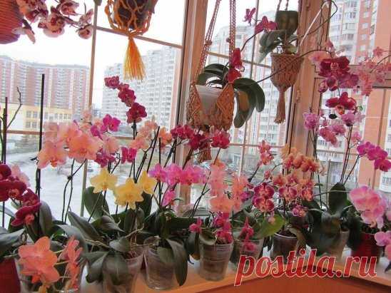 (15) Одноклассники