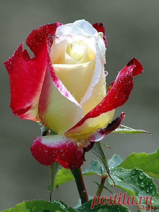 jolie rose: Discover and save creative ideas