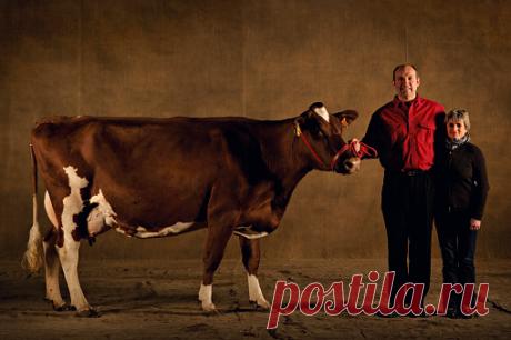 Bazadaise Bull Sultan Four Years Old In The French Salon International De Lagriculture Paris France Stock Photo | Getty Images