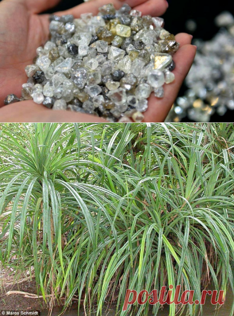 Geólogo descobre planta que só cresce perto de diamantes