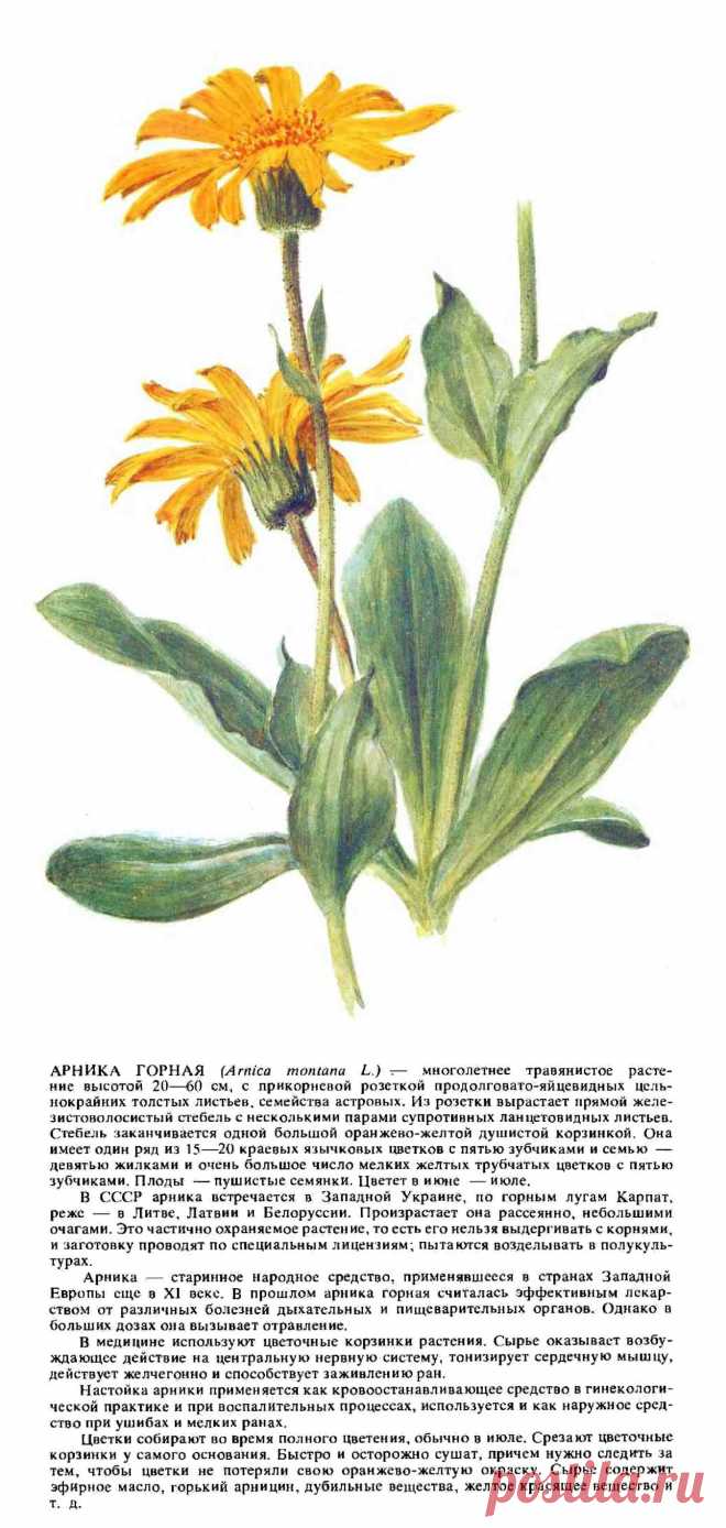 Арника горная