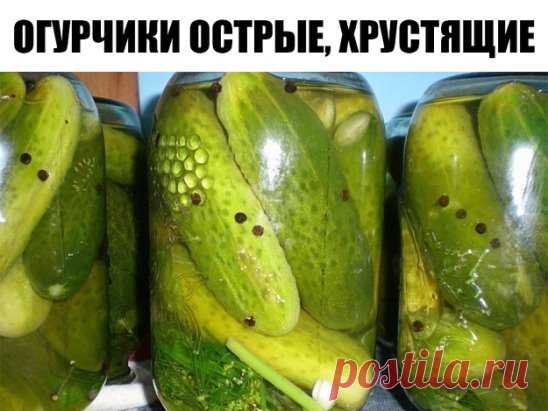 Огурчики острые, хрустящие
Ингредиенты
Укроп зонтиком - 1.5 шт.
Огурец - 1800 кг
Чеснок - 4 зуб.
Лист лавровый - 2 шт.
Перец черный горошком - 6 шт.
Смородина (листья) - 4 шт.
Вишневые листочки - 4 шт.
Корень хрена - 1 шт.
Уксус 9%-ный - 2 ст.л.
Для рассола:
Соль - 2 ст.л.
Вода - 1500 л
Сахар - 1 ст.л.
Жгучий перец - 0.3 шт.
Огурчики плотно уложи в банку, чередуя специями. Хрен (корень или листья) – пара нарезанных кружков или 1 средний листочек.
Залей кипятком, дай постоять 10-15 минут. Сле
