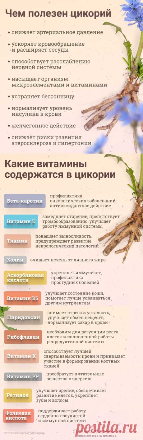 Чем полезен цикорий