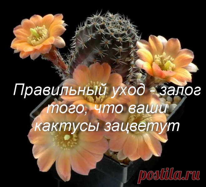 Правильный уход - залог того, что ваши кактусы зацветут