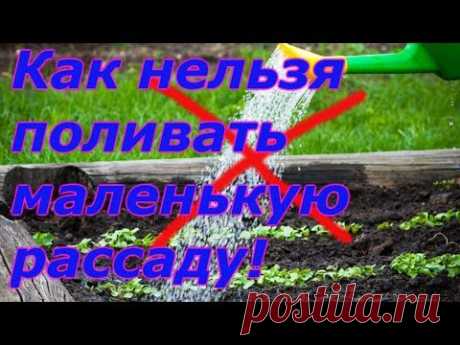 &quot;ДО&quot; И &quot; ПОСЛЕ&quot; ВСХОДОВ-ПРАВИЛЬНЫЙ ПОЛИВ РАССАДЫ