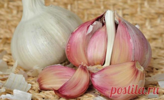 Простой способ, который позволит сохранить чеснок свежим на протяжении всего года