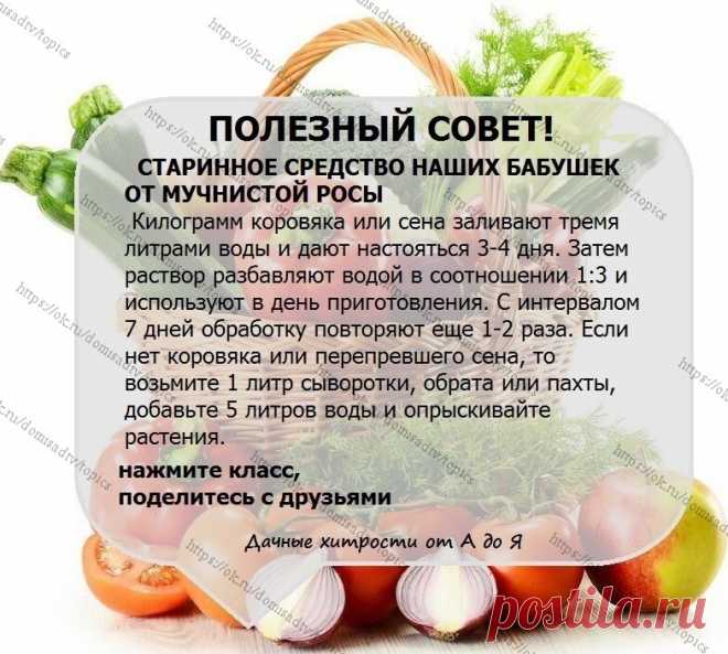 ОГОРОД
От мучнистой росы
Советы огороднику