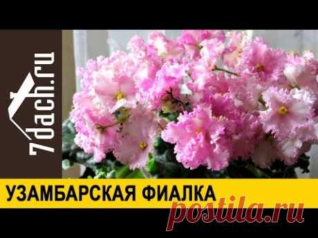 Узамбарская фиалка: самое важное об уходе и размножении - 7 дач - YouTube