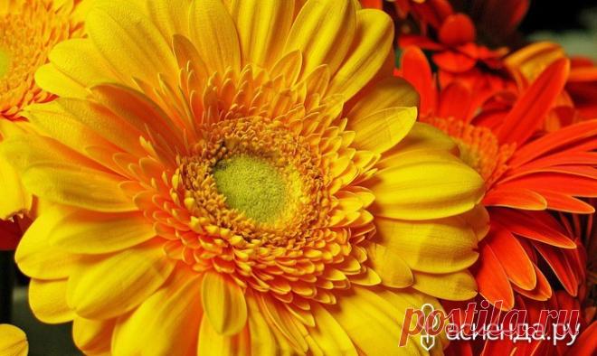 Гербера: выращивание и размножение многолетника / Асиенда.ру