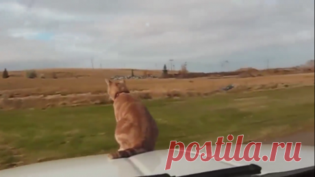 Кот — впередсмотрящий