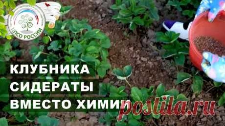 Обязательно посадите сидераты на клубнике после сбора урожая. Подкормка клубники. Сидераты пока не пользуются большой популярностью среди огородников, тем не менее, они представляют собой довольно эффективное удобрение. Мало кто из огородн...