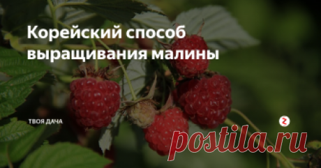 Корейский способ выращивания малины Благодаря такому способу ягода стала крупнее и вкуснее, налилась лучше, чем обычно. Многие кто следят за созреванием замечали, что растение становится более стойкое к заболеваниям. Как нам показалось, это обеспечивает не большое кол-во мочевины, которое нужно дать в начале весны. Она помогает быстро выгнать лиственную массу, сделать крепкой корневую систему. На лейку использовали спичечный коробок
