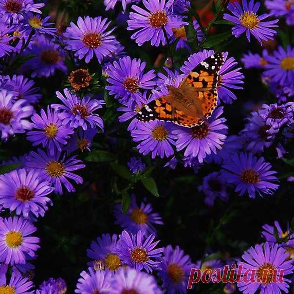 Хорошего Всем воскресного дня!😘😘😘