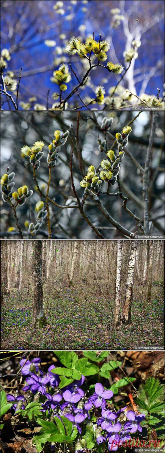 Весенний праздник | Самоцветик