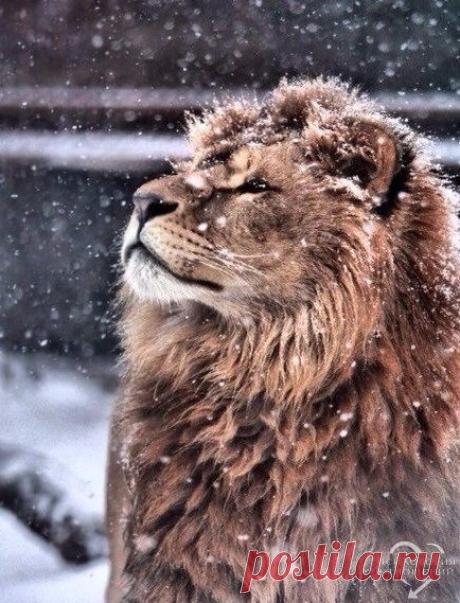 Того, кто не по зубам, едят глазами и сплетнями.. - Чеченская пословица